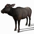 Modern Cattle Animal Cow 3d model