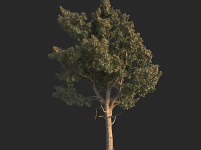 Tall Arbor With Dense Green Foliage And Strong Natural Trunk Structure 3d model