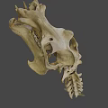 Detailed Animal Skull With Sharp Teeth And Bone Texture On Black Background
