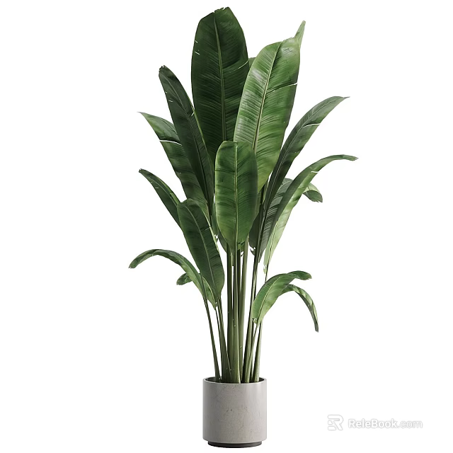 Decorative Large Green Plant with Broad Leaves in White Planter for Garden Accent 3d model 