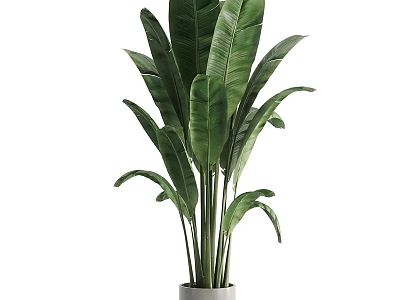 Decorative Large Green Plant with Broad Leaves in White Planter for Garden Accent 3d model
