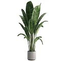 Decorative Large Green Plant with Broad Leaves in White Planter for Garden Accent