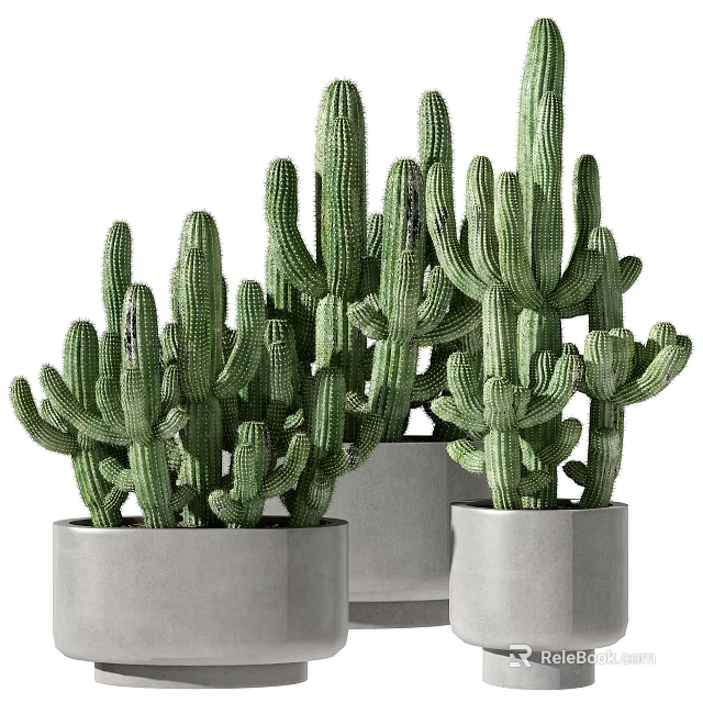 Green Cactus Potted Plants In Modern Concrete Pots For Indoor Decoration 3d model 