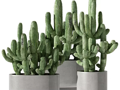 Green Cactus Potted Plants In Modern Concrete Pots For Indoor Decoration 3d model