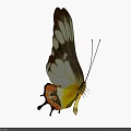 Colorful Butterfly With White Brown Wings Yellow Orange Patterns And Tail Extensions