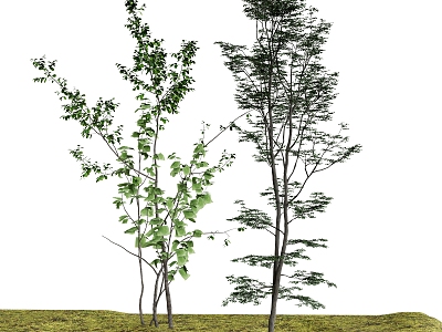 plants green plants trees outdoor plants 3d model