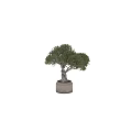 Artistic Bonsai Tree with Twisted Trunk Exposed Roots and Lush Foliage in Terracotta Pot