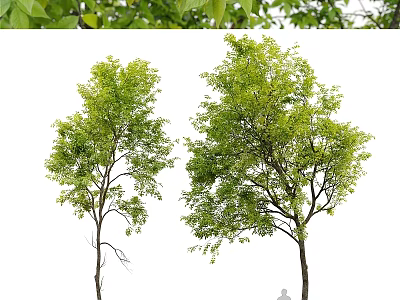 Decorative Plant Ornament Set With Two Green Leafy Trees For Home Decor 3d model