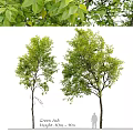 Decorative Plant Ornament Set With Two Green Leafy Trees For Home Decor