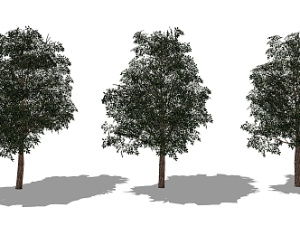 Modern Tree Big Trees 3d model