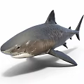 Aquatic Animal Large Grey Shark With Streamlined Body Sharp Teeth And Dorsal Fin