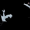 Beautiful Red Crowned Cranes Flying Gracefully In Wildlife Against Black Background