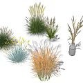 Diverse Ornamental Grasses With Colorful Foliage And Decorative Shapes For Landscaping