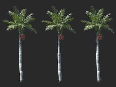 Three Tall Palm Trees With Slender Trunks Feathery Fronds And Brown Fruits 3d model