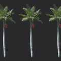 Three Tall Palm Trees With Slender Trunks Feathery Fronds And Brown Fruits