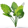 Green Large Leaf Foliage Plant With Long Stems On White Background 3d model