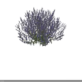 Blooming Purple Lavender Flowers with Lush Green Foliage and Vibrant Petals
