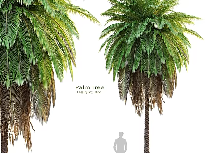 Realistic Palm Tree 3D Model With Lush Foliage and Human Silhouette for Garden Decor 3d model