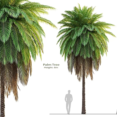 Realistic Palm Tree 3D Model With Lush Foliage and Human Silhouette for Garden Decor 3d model