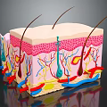Human Head Scalp Skin Anatomical Structure With Layers Hair Follicles And Blood Vessels