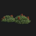 Vibrant Green Bushes With Red Berries And Lush Dense Leaf Foliage