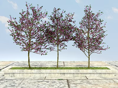 Three Ornamental Trees With Purple Blossoms On Stone Pavement And Green Grass 3d model