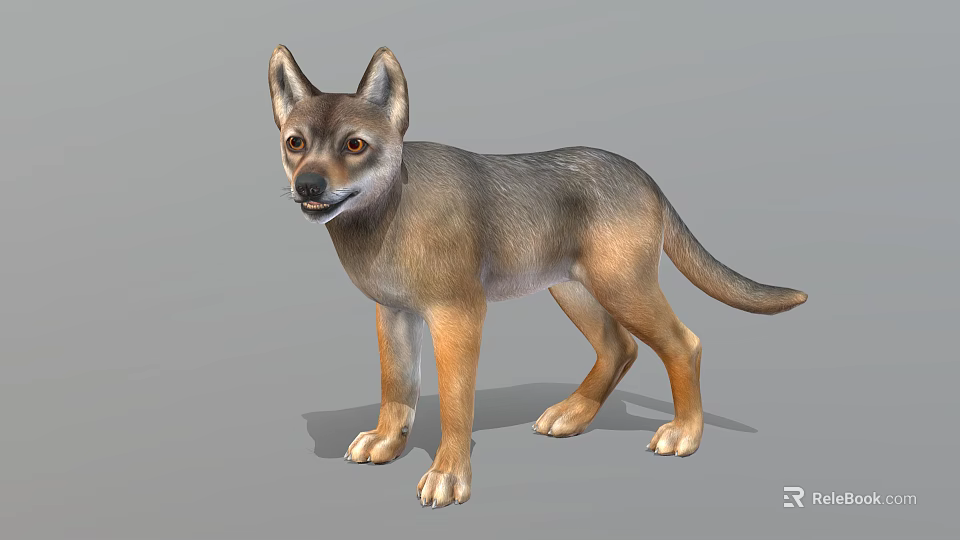 Realistic 3D Model Of Gray And Brown Wolf Standing In Neutral Gray Background 3d model 