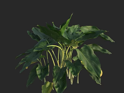 Lush Aquatic Plants With Green Leaves And Healthy Growth In Water Garden 3d model