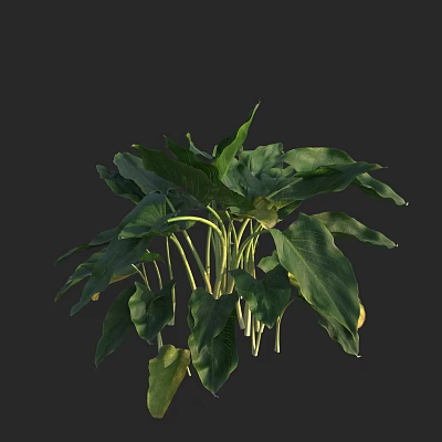 Lush Aquatic Plants With Green Leaves And Healthy Growth In Water Garden 3d model