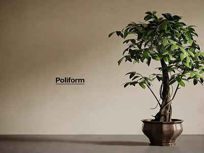 Potted Bonsai Plant With Twisted Trunk Green Leaves And Brown Ceramic Pot 3d model
