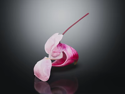 Gorgeous Pink and White Cyclamen Flower with Reflection on Dark Background Surface 3d model