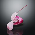 Gorgeous Pink and White Cyclamen Flower with Reflection on Dark Background Surface 3d model