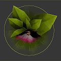Vibrant Pink Flower With Fresh Green Leaves And Small Pink Buds On Green Base