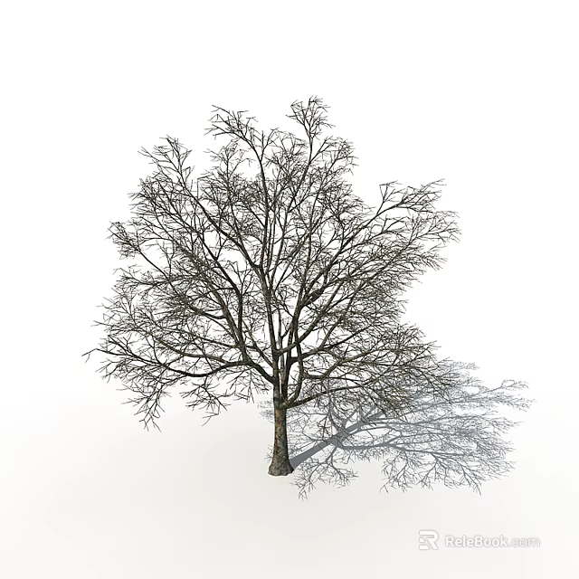 Leafless Tree With Thick Trunk And Branches Casting Shadow On White Background 3d model 