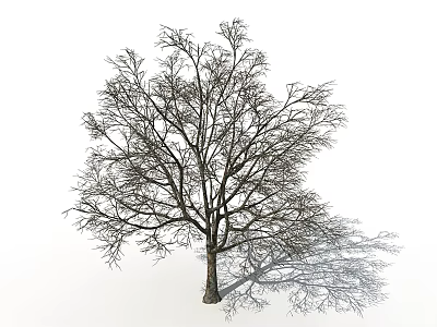 Leafless Tree With Thick Trunk And Branches Casting Shadow On White Background 3d model