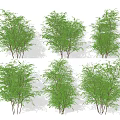 Different Types Of Green Leafy Shrubs With Various Forms For Landscape Design