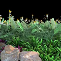 Vibrant Garden Featuring Bird of Paradise Flowers Large Green Leaves Ferns and Stones