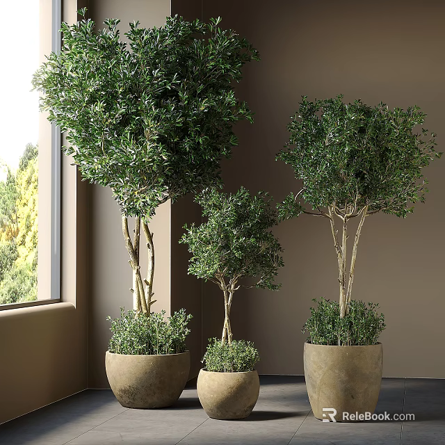 Three Various Sizes Bonsai Potted Plants By Window With Terracotta Pots And Natural Light 3d model 