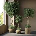 Three Various Sizes Bonsai Potted Plants By Window With Terracotta Pots And Natural Light