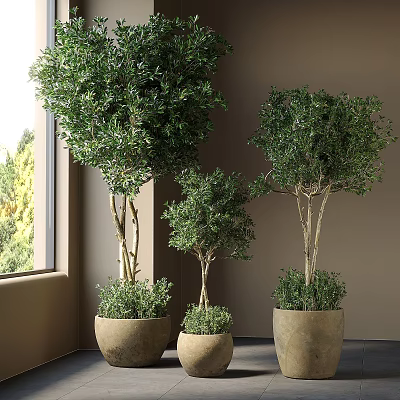 Three Various Sizes Bonsai Potted Plants By Window With Terracotta Pots And Natural Light 3d model