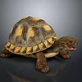 Detailed Realistic Tortoise With Yellow Brown Patterned Shell On Gray Background 3d model