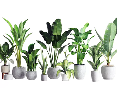 Indoor Decorative Potted Bonsai Plants With Green Foliage And White Ceramic Pots 3d model