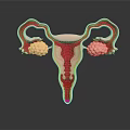 Pelvic Organs Human Female Reproductive Anatomy With Uterus Fallopian Tubes And Ovaries