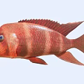 Vibrant Red Striped Fish Aquatic Creature with Blue Eyes and Open Mouth