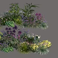 Vibrant Mixed Plant Combination With Purple Flowers Green Foliage And Various Species