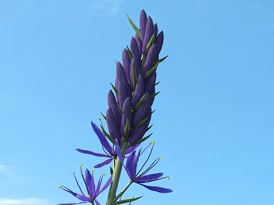 Vibrant Purple Flower with Multiple Buds and Blooming Petals against Blue Sky 3d model