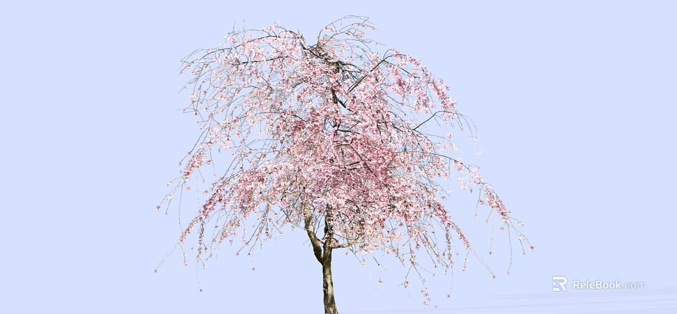 Graceful Weeping Cherry Tree With Pink Blossoms And Elegant Hanging Branches 3d model 
