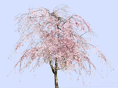 Graceful Weeping Cherry Tree With Pink Blossoms And Elegant Hanging Branches 3d model