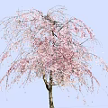 Graceful Weeping Cherry Tree With Pink Blossoms And Elegant Hanging Branches