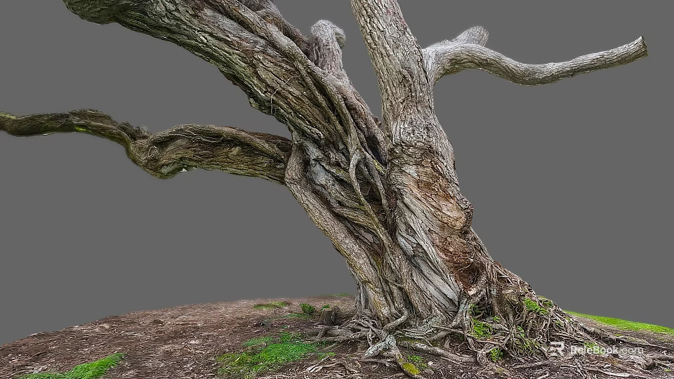 Natural Twisted Wood Tree Trunk With Exposed Roots Textured Bark And Green Grass 3d model 
